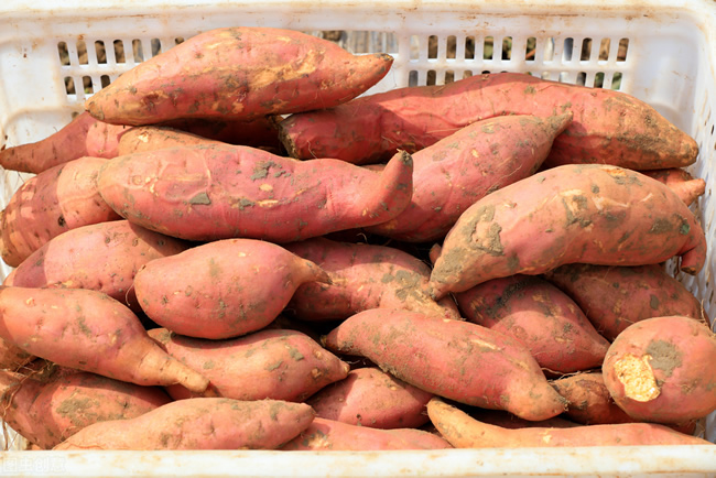 紅薯冷庫溫度 建造紅薯冷庫造價(jià)計(jì)算