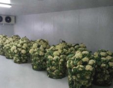 瑞安市錢(qián)順瓜菜合作社花菜保鮮氣調(diào)冷庫(kù)安裝